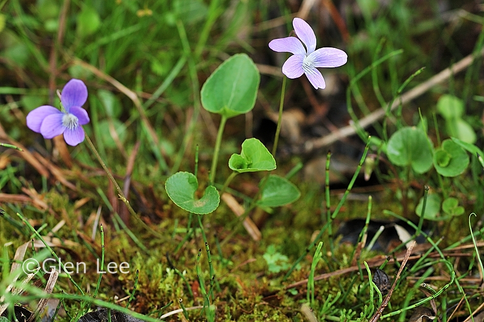 Viola nephrophylla photos Saskatchewan Wildflowers